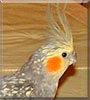 Ginger the Cockatiel