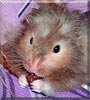 Oreo the Teddy Bear hamster