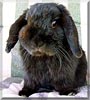 Bochie the Holland Lop