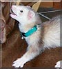 Finnegan the Ferret