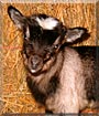 Haybale the Fainting Goat