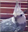 Jasper the Cockatiel