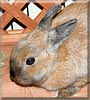 Cinnabun the Netherland Dwarf
