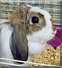 Sweet Pea the Mini Lop Rabbit