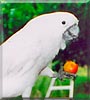 Roxanna the Cockatoo