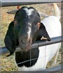Titan the Boer Goat