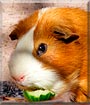 Roxie the Guinea Pig