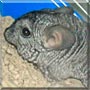 Cheeky the Chinchilla