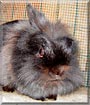 Ninja the Lionhead rabbit