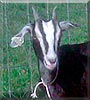 Pepper the Alpine, Nubian Goat