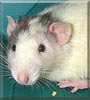 Steve the Dumbo rat