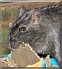 Recon the Siamese Gerbil