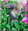 BunBun the Lop Rabbit