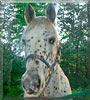Dakota the Leopard Appaloosa