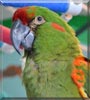 Maccardi the Red Fronted Macaw