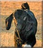 Mojo the Boer goat