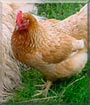 Mrs. Featherbutt the Buff Orphington Chicken