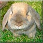 Flapjack the Holland Lop Rabbit