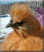 Isabelline the Buff silkie bantam