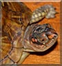 Peek a boo the Three toed Box Turtle