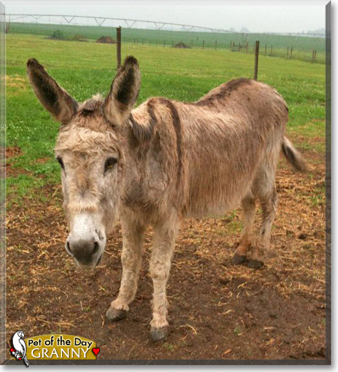 Granny, the Pet of the Day Granny, the Pet of the Day