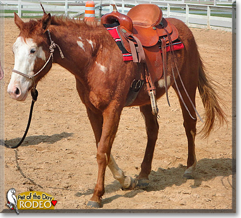 Rodeo, the Pet of the Day Rodeo, the Pet of the Day
