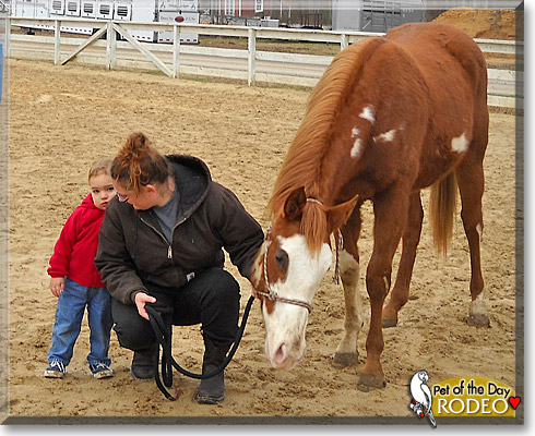 Rodeo, the Pet of the Day Rodeo, the Pet of the Day