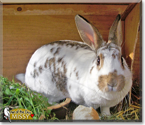 Missy, the Pet of the Day Missy, the Pet of the Day