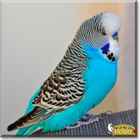 Henry, the Pet of the Day Henry, the Pet of the Day