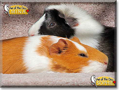 Sophie, Mina, the Pet of the Day Sophie, Mina, the Pet of the Day