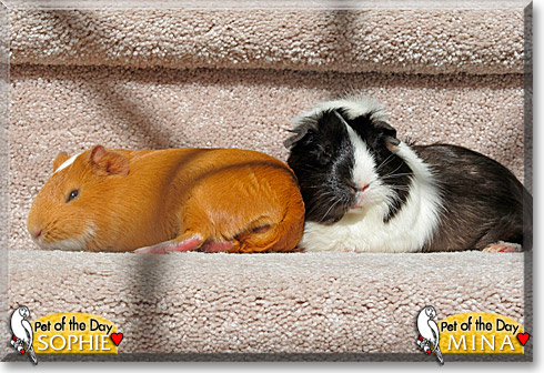 Sophie, Mina, the Pet of the Day Sophie, Mina, the Pet of the Day