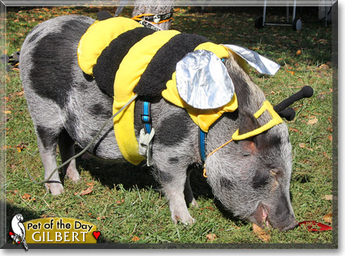 Gilbert, the Pet of the Day Gilbert, the Pet of the Day