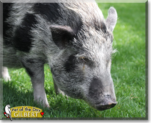 Gilbert, the Pet of the Day Gilbert, the Pet of the Day