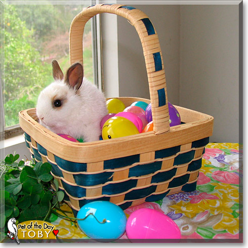 Toby, the Pet of the Day Toby, the Pet of the Day