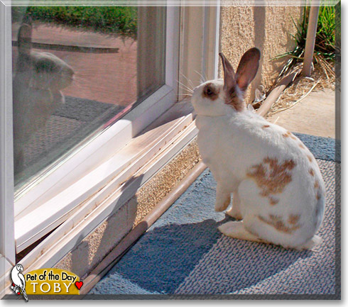 Toby, the Pet of the Day Toby, the Pet of the Day