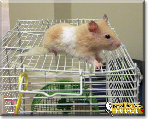 Fudge, the Pet of the Day Fudge, the Pet of the Day