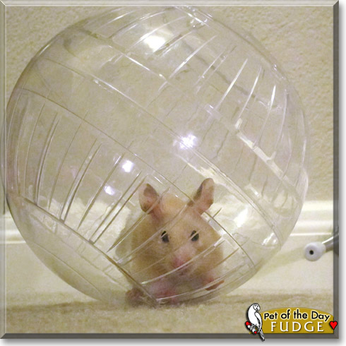 Fudge, the Pet of the Day Fudge, the Pet of the Day