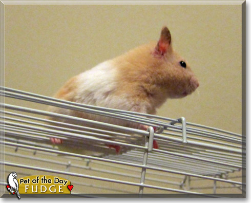 Fudge, the Pet of the Day Fudge, the Pet of the Day