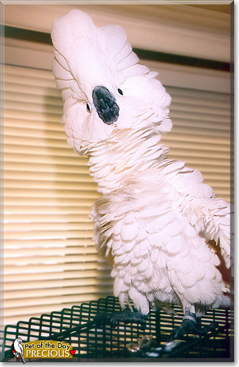 Precious, the Pet of the Day Precious, the Pet of the Day