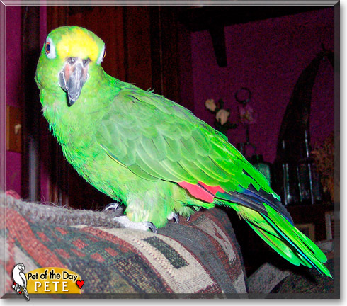 Pete, the Pet of the Day Pete, the Pet of the Day