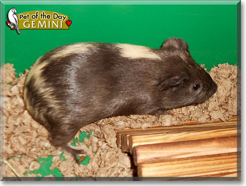 Gemini, the Pet of the Day