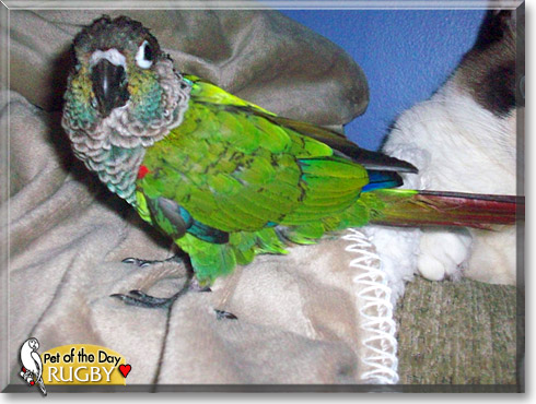 Rugby, the Pet of the Day Rugby, the Pet of the Day