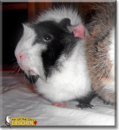 Lieschen, the Pet of the Day
