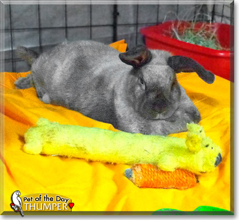 Thumper, the Pet of the Day Thumper, the Pet of the Day