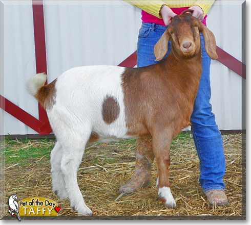 Taffy, the Pet of the Day Taffy, the Pet of the Day