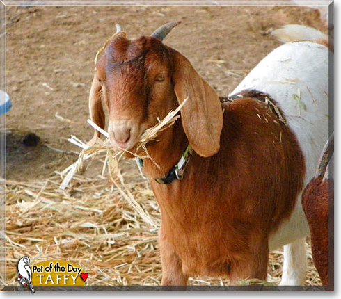 Taffy, the Pet of the Day Taffy, the Pet of the Day