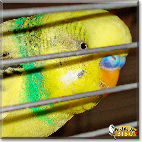 Bibo, the Pet of the Day