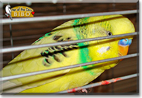 Bibo, the Pet of the Day Bibo, the Pet of the Day