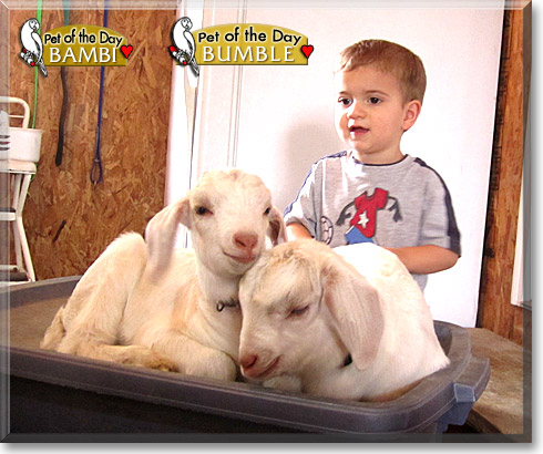 Bambi, Bumble, the Pet of the Day Bambi, Bumble, the Pet of the Day