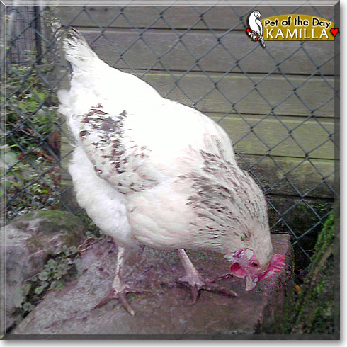 Kamilla, the Pet of the Day